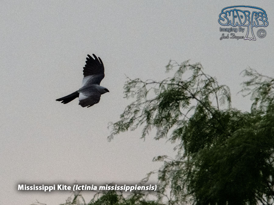Mississippi Kite - Ictinia mississippiensis