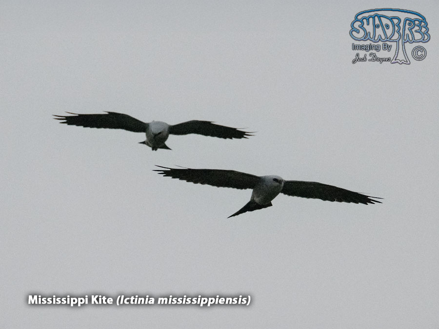 Mississippi Kite - Ictinia mississippiensis