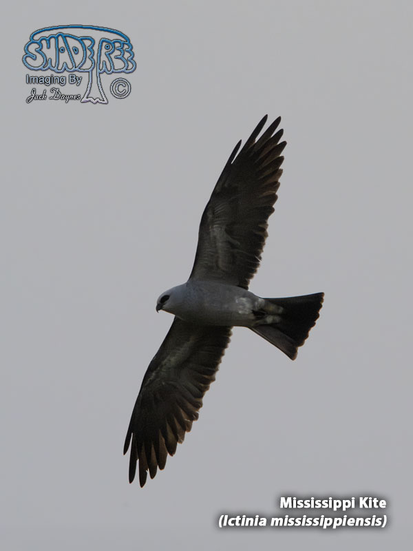 Mississippi Kite - Ictinia mississippiensis