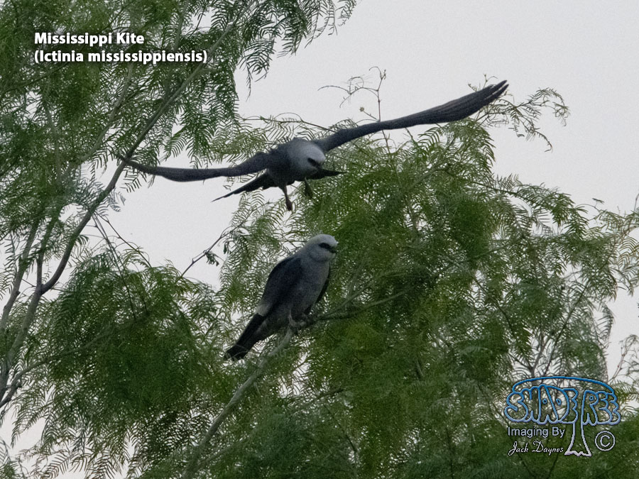 Mississippi Kite - Ictinia mississippiensis
