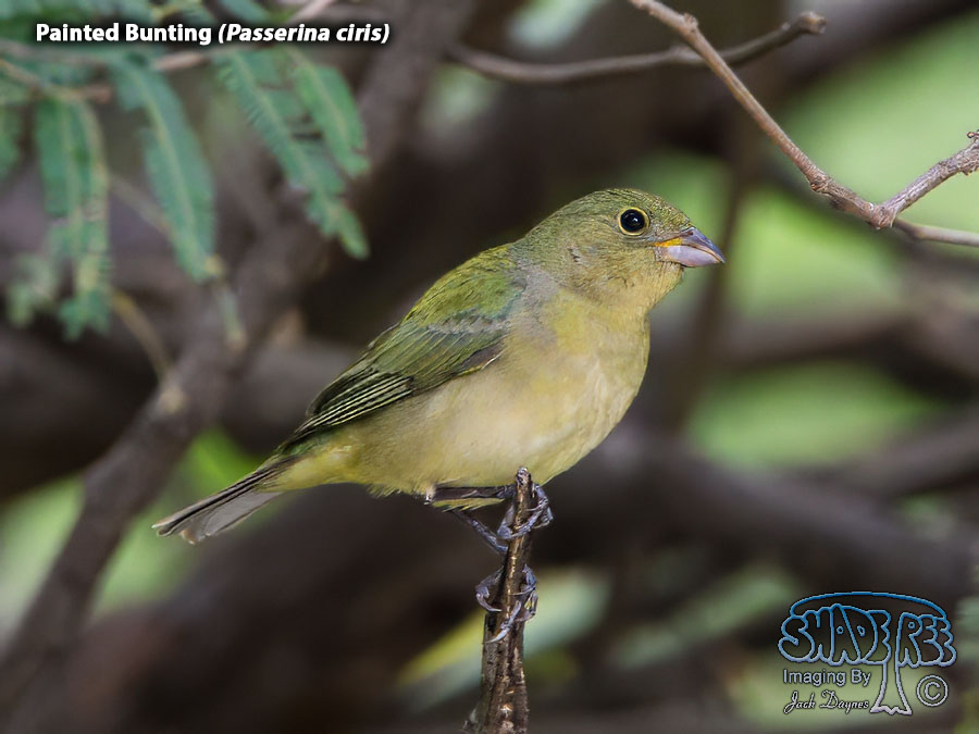 Painted Bunting - Passerina ciris