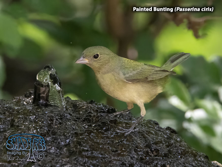 Painted Bunting - Passerina ciris