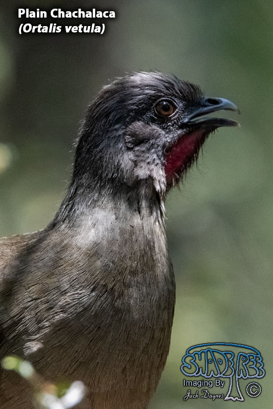 Plain Chachalaca - Ortalis vetula