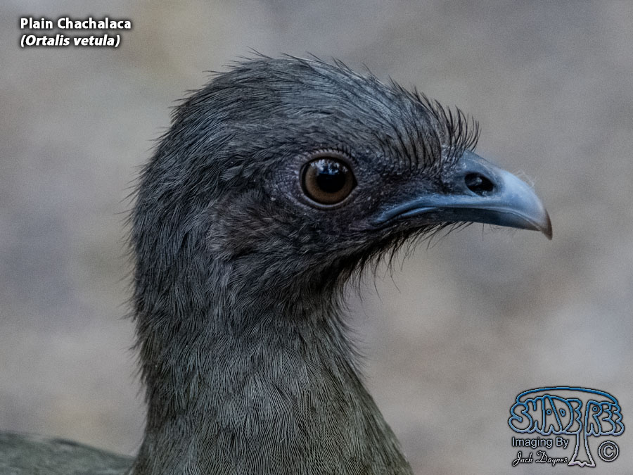 Plain Chachalaca - Ortalis vetula
