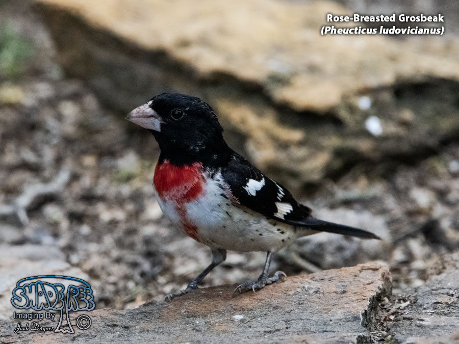 Rose-Breasted Grosbeak - Pheucticus ludovicianus