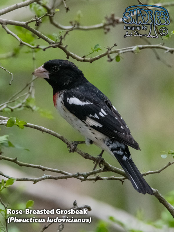 Rose-Breasted Grosbeak - Pheucticus ludovicianus