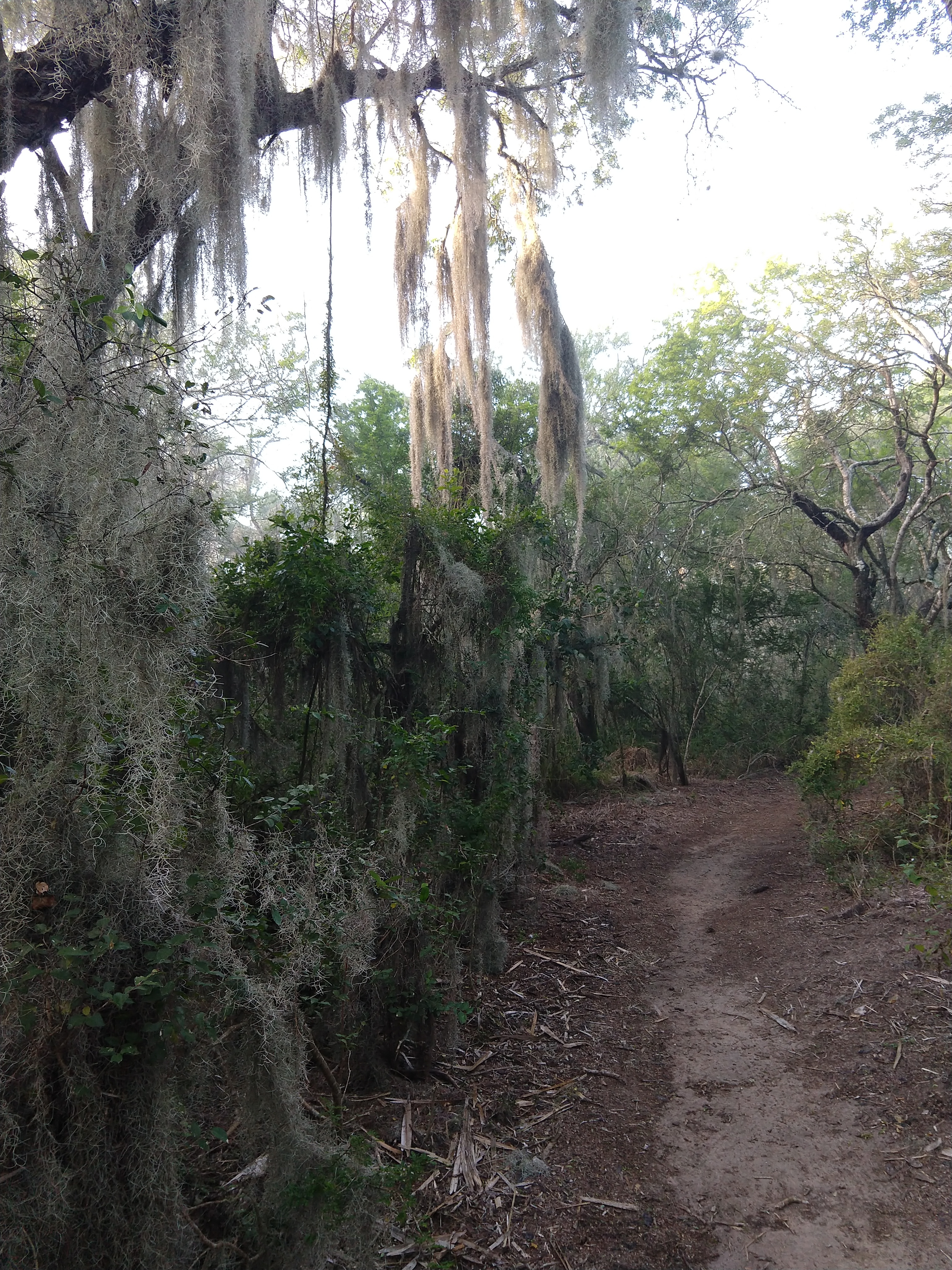 Foggy Scenes - Scenery