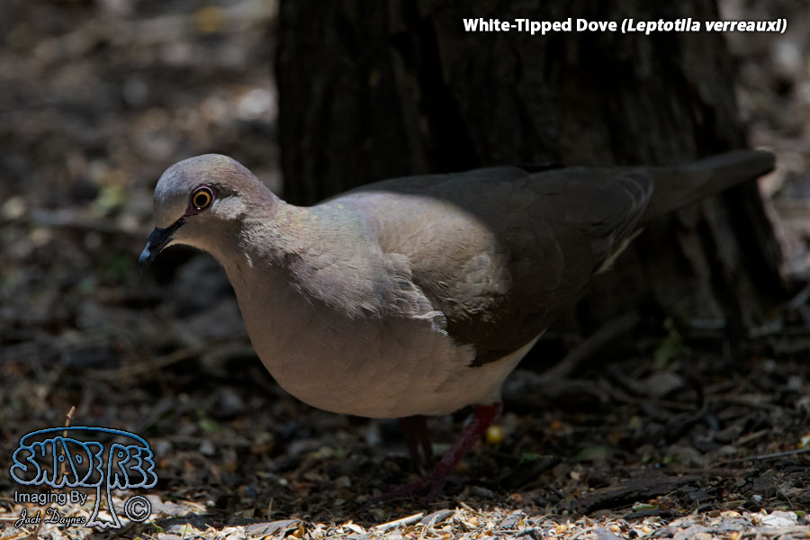 White-Tipped Dove - Leptotila verreauxi