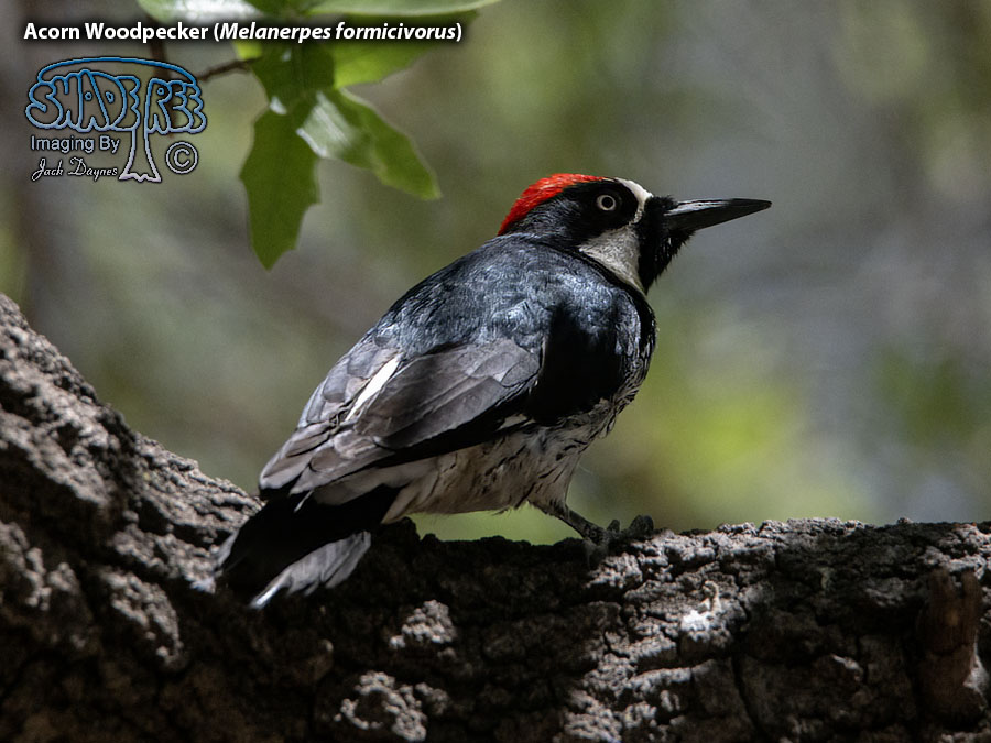 Acorn Woodpecker - Melanerpes formicivorus