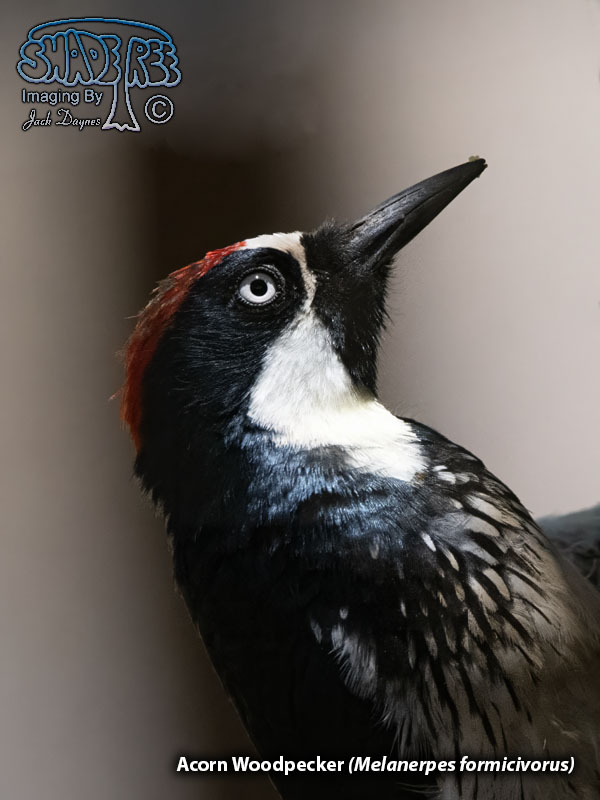 Acorn Woodpecker - Melanerpes formicivorus
