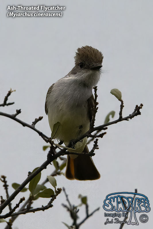 Ash-Throated Flycatcher - Myiarchus cinerascens