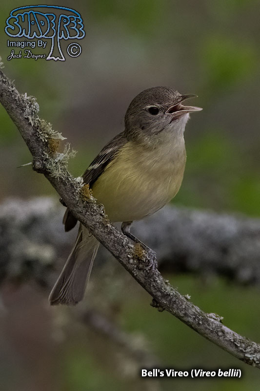 Bell's Vireo - Vireo bellii