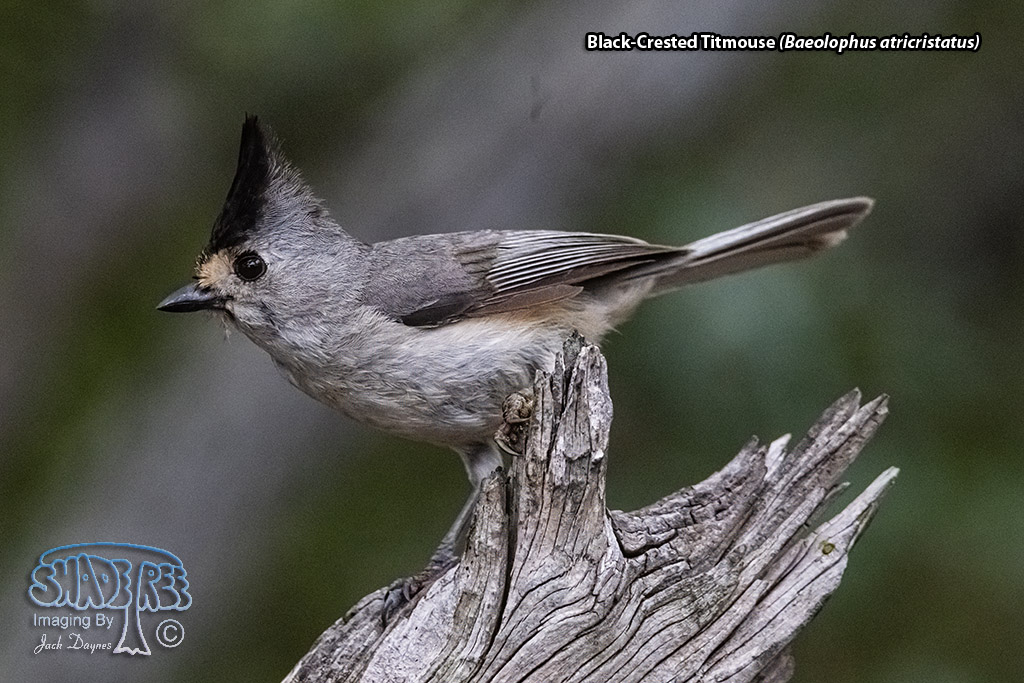 Black-Crested Titmouse - Baeolophus atricristatus