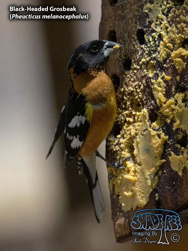 Black-Headed Grosbeak - Pheucticus melanocephalus