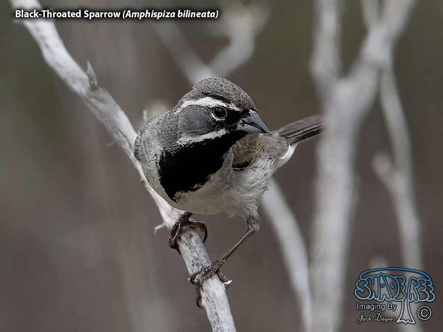 Black-Throated Sparrow - Amphispiza bilineata
