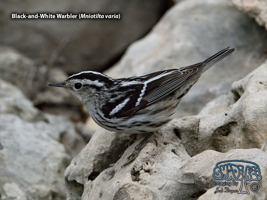 Black-and-White Warbler - Mniotilta varia