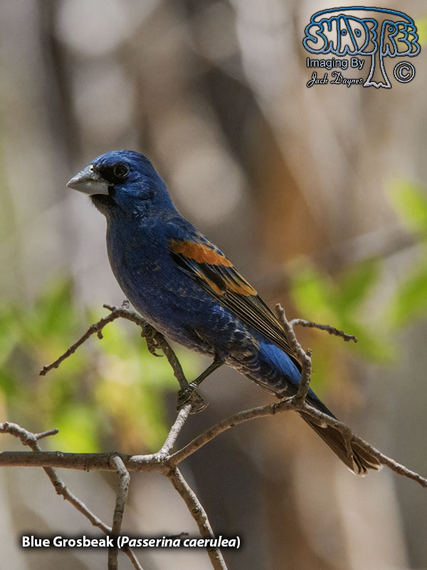 Blue Grosbeak - Passerina caerulea