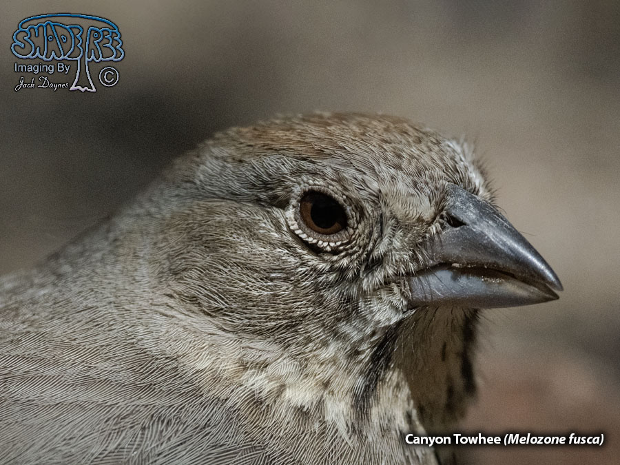 Canyon Towhee - Melozone fusca