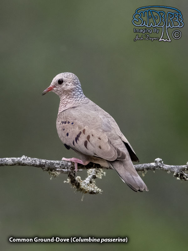 Common Ground-Dove - Columbina passerina
