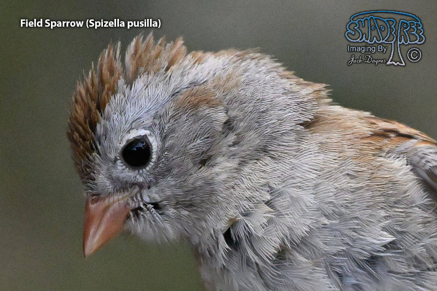 Field Sparrow - Spizella pusilla