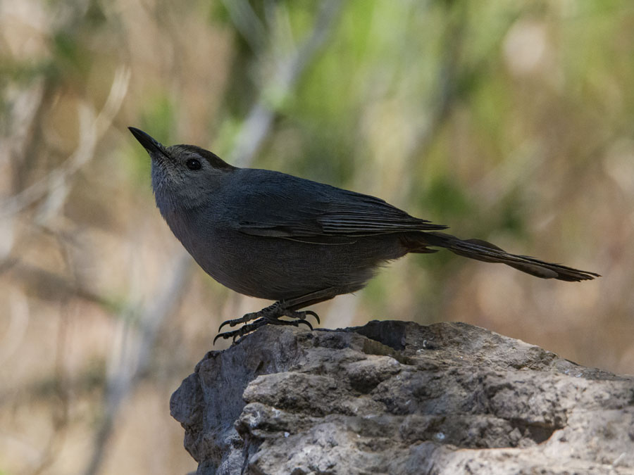 Gray Catbird - Dumetella carolinensis
