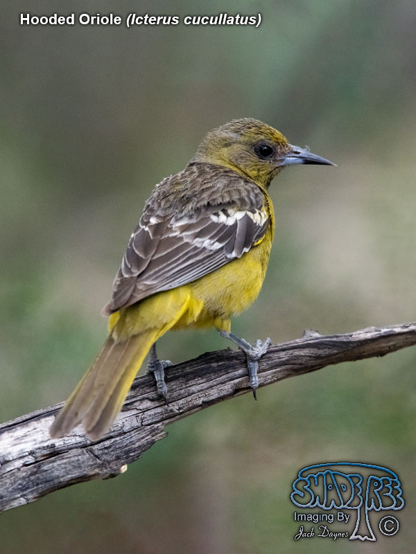 Hooded Oriole - Icterus cucullatus