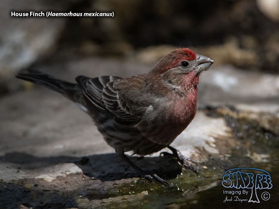 House Finch - Haemorhous mexicanus