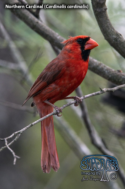 Northern Cardinal - Cardinalis cardinalis