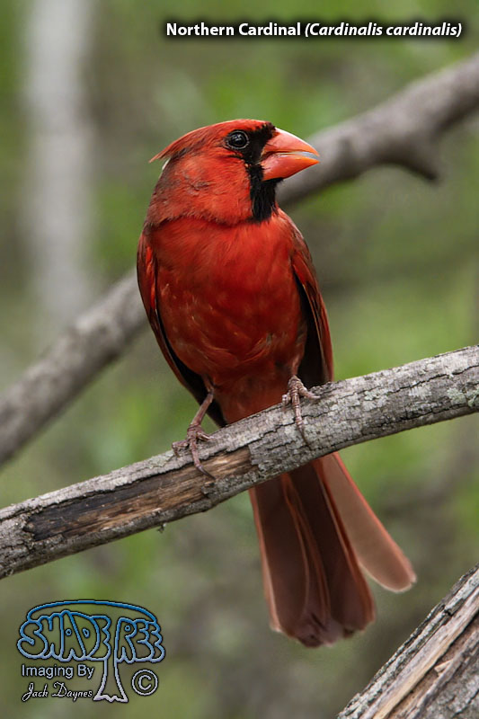 Northern Cardinal - Cardinalis cardinalis