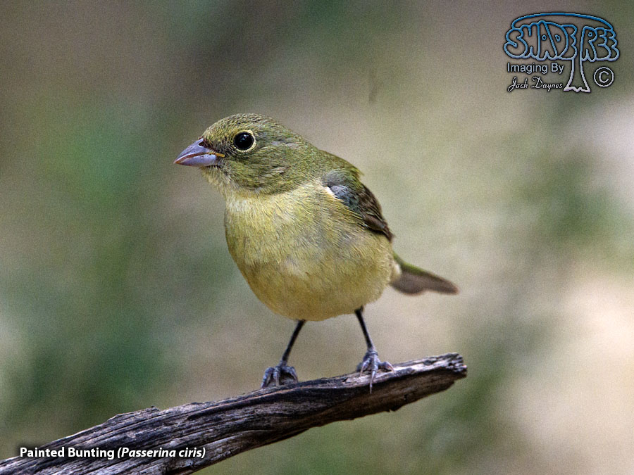 Painted Bunting - Passerina ciris