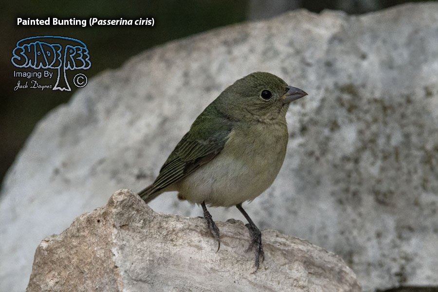 Painted Bunting - Passerina ciris