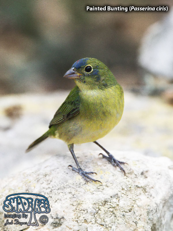 Painted Bunting - Passerina ciris