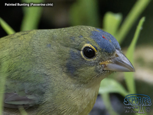 Painted Bunting - Passerina ciris