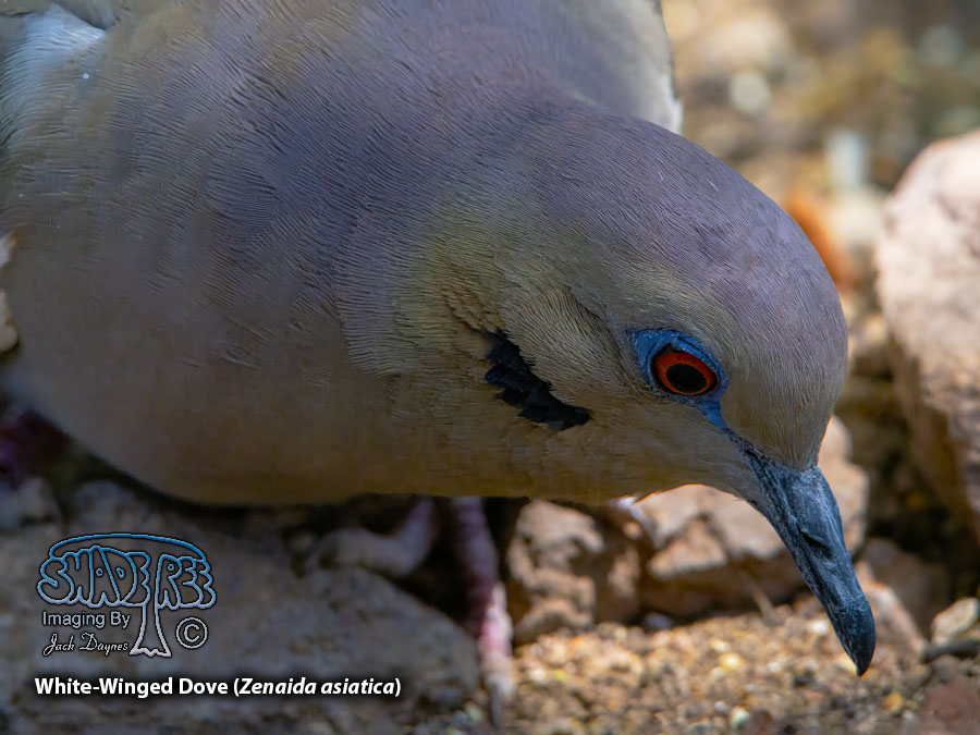 White-Winged Dove - Zenaida asiatica