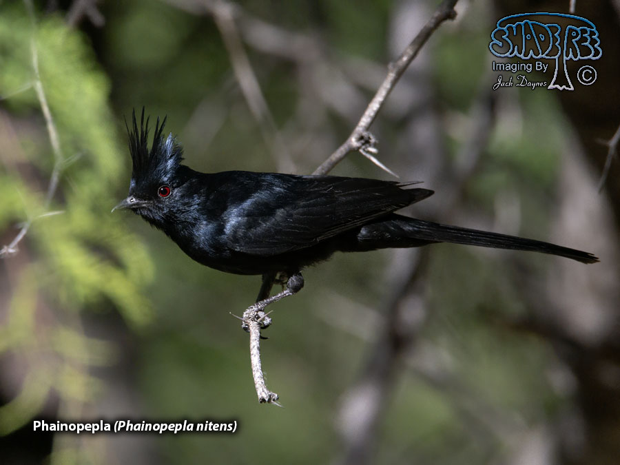 Phainopepla - Phainopepla nitens