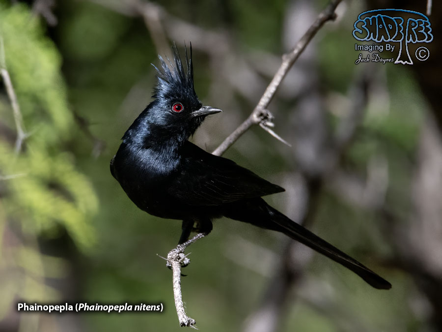 Phainopepla - Phainopepla nitens