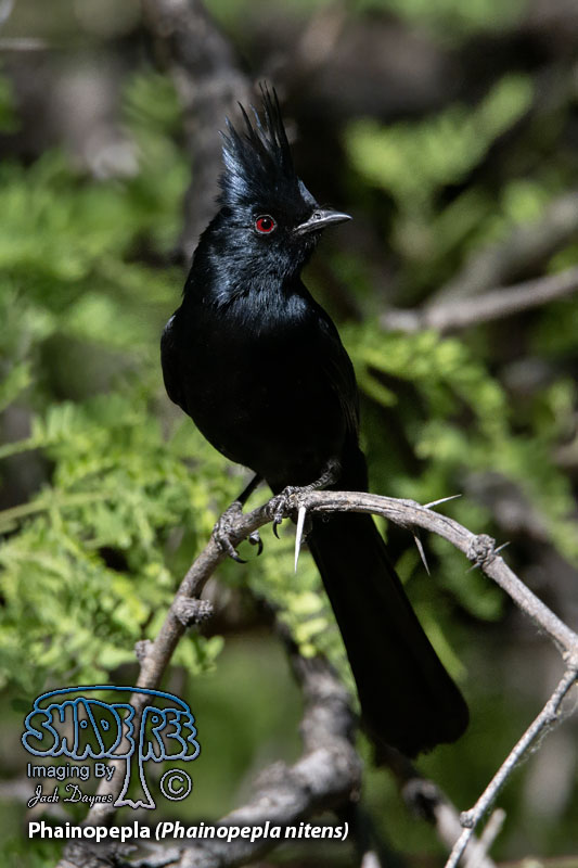 Phainopepla - Phainopepla nitens