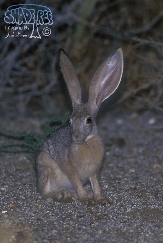 Black-tailed Jackrabbit - Lepus californicus