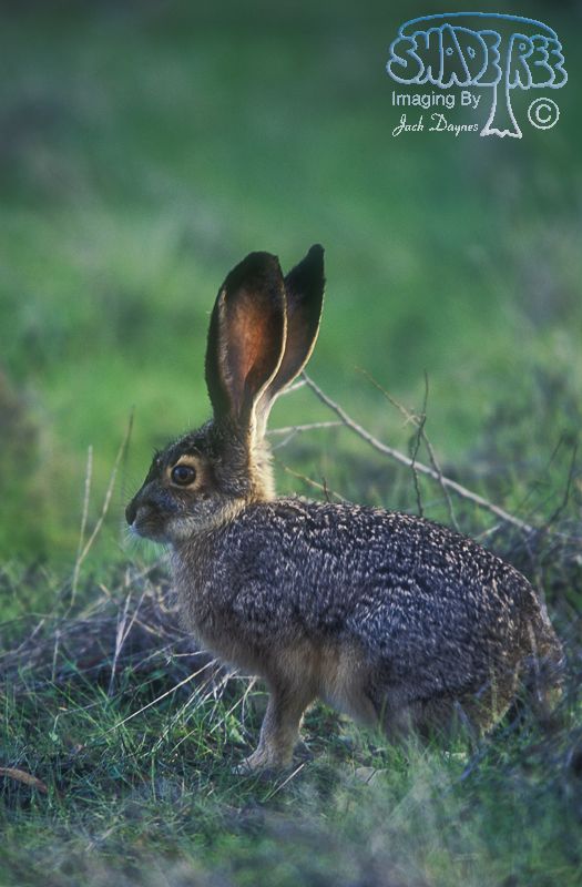 Black-tailed Jackrabbit - Lepus californicus
