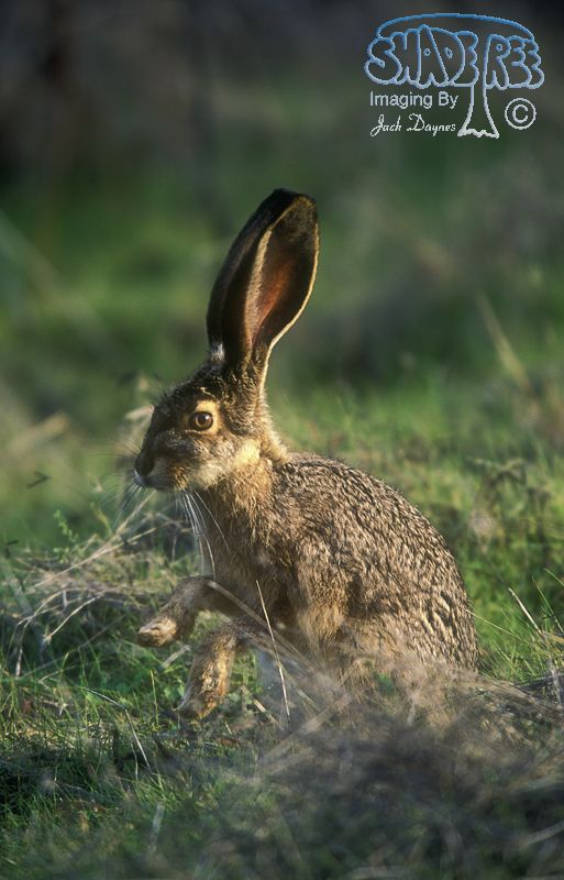 Black-tailed Jackrabbit - Lepus californicus