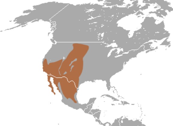 Range Map for Desert Cottontail