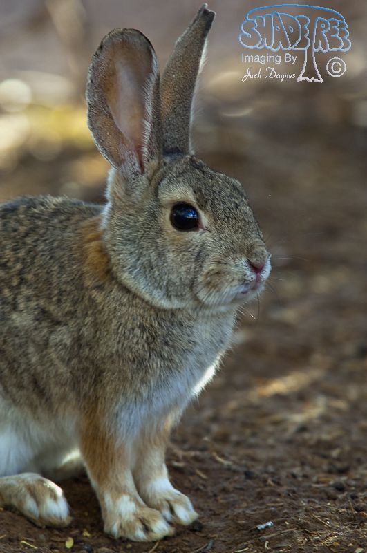 Desert Cottontail - Sylvilagus audubonii
