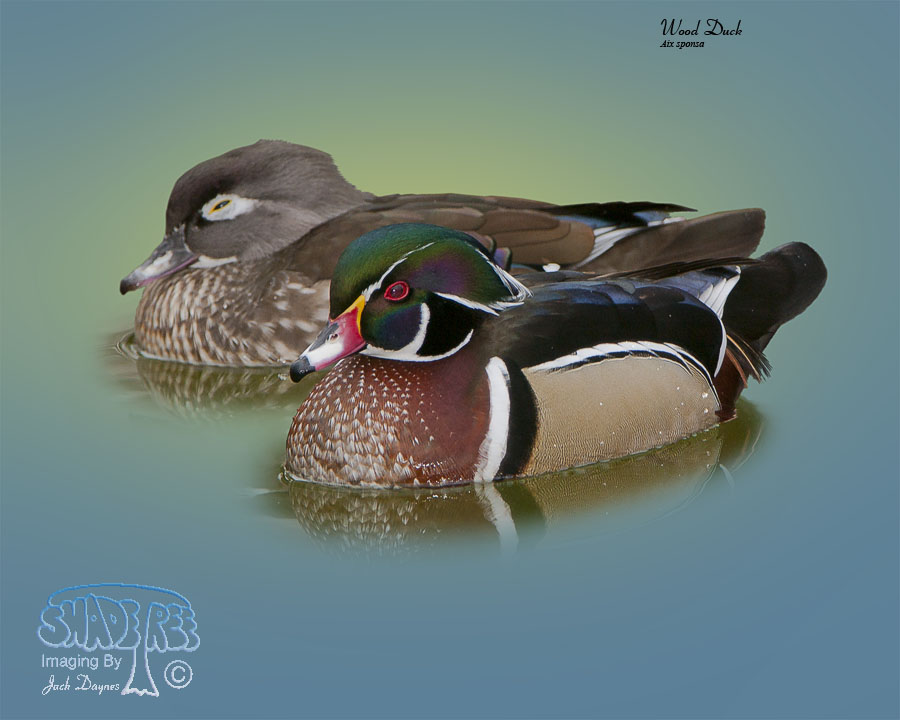 Wood Duck - Aix sponsa
