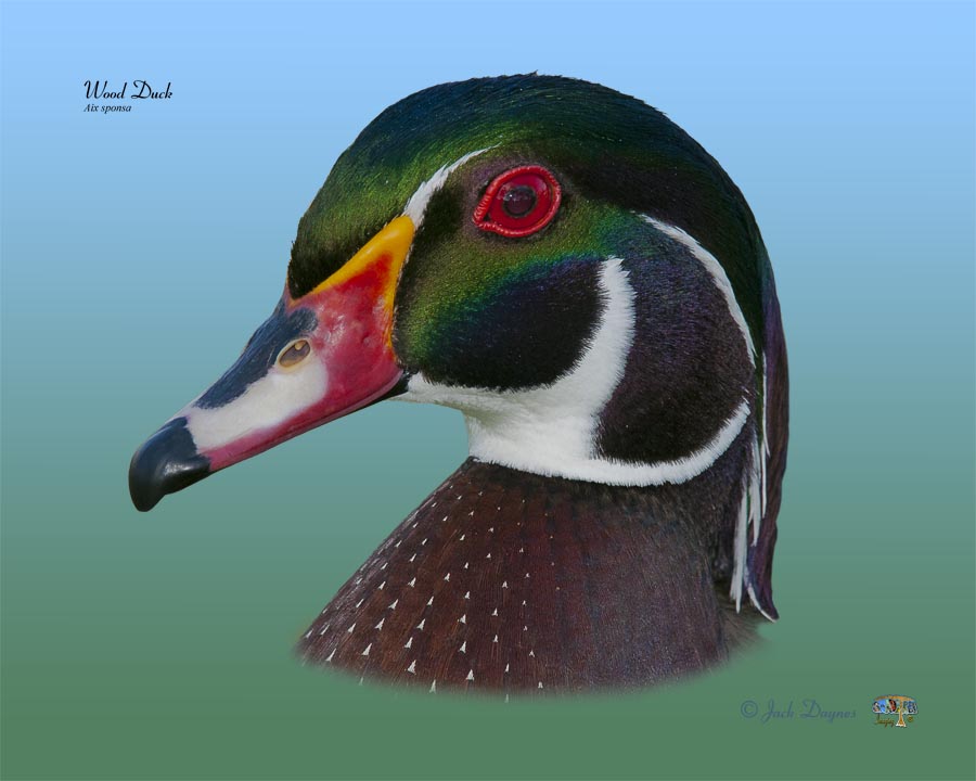 Wood Duck - Aix sponsa