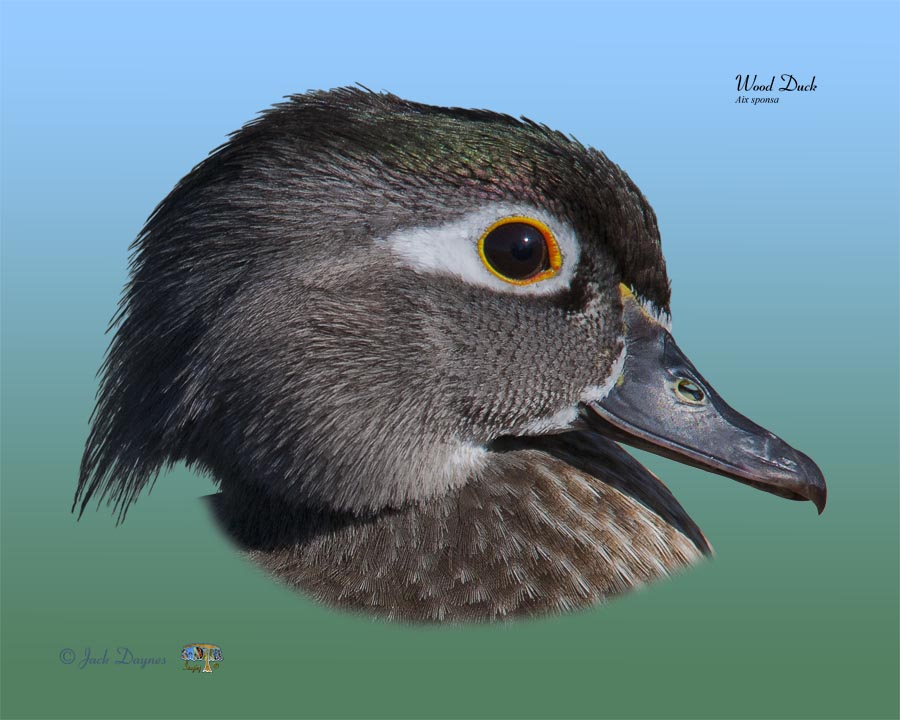 Wood Duck - Aix sponsa