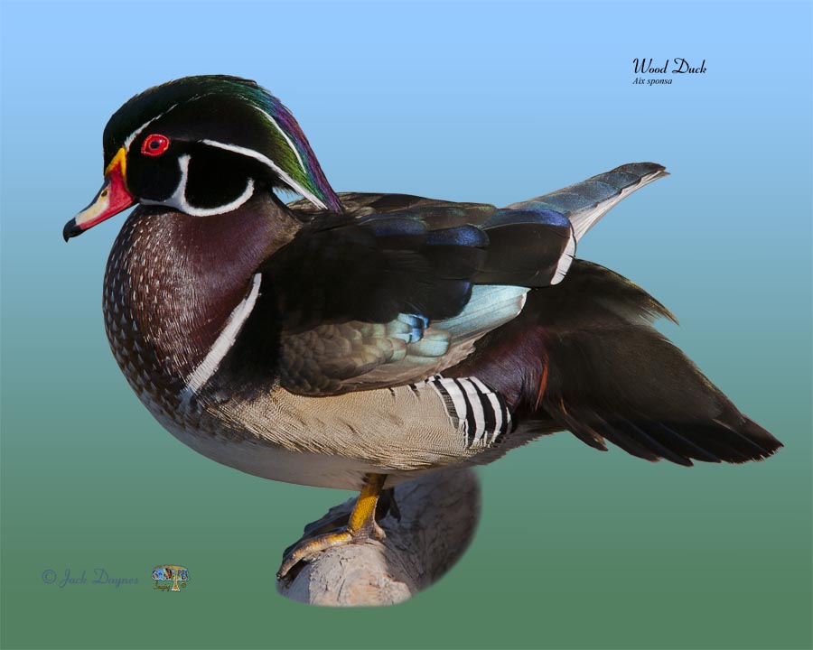Wood Duck - Aix sponsa
