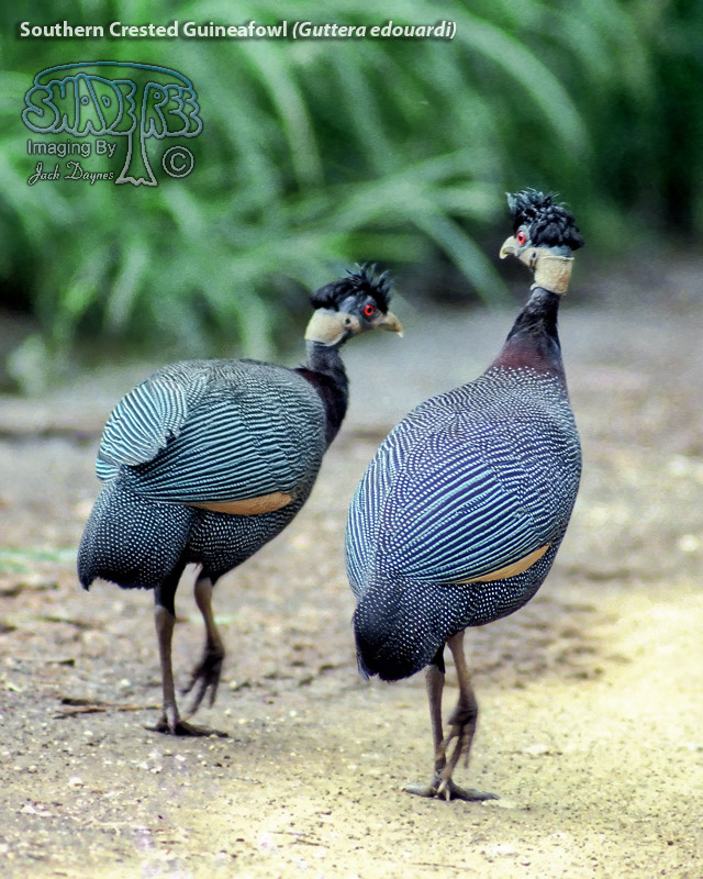 Southern Crested Guineafowl - Guttera edouardi