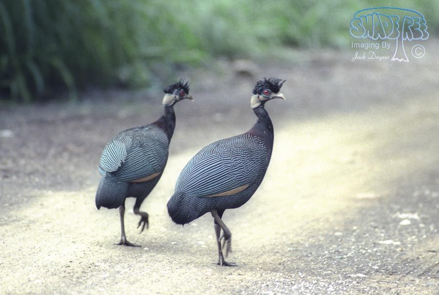Southern Crested Guineafowl - Guttera edouardi