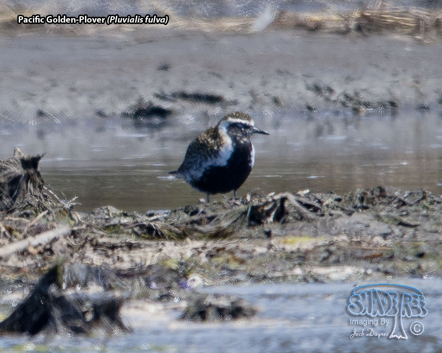 Pacific Golden-Plover - Pluvialis fulva