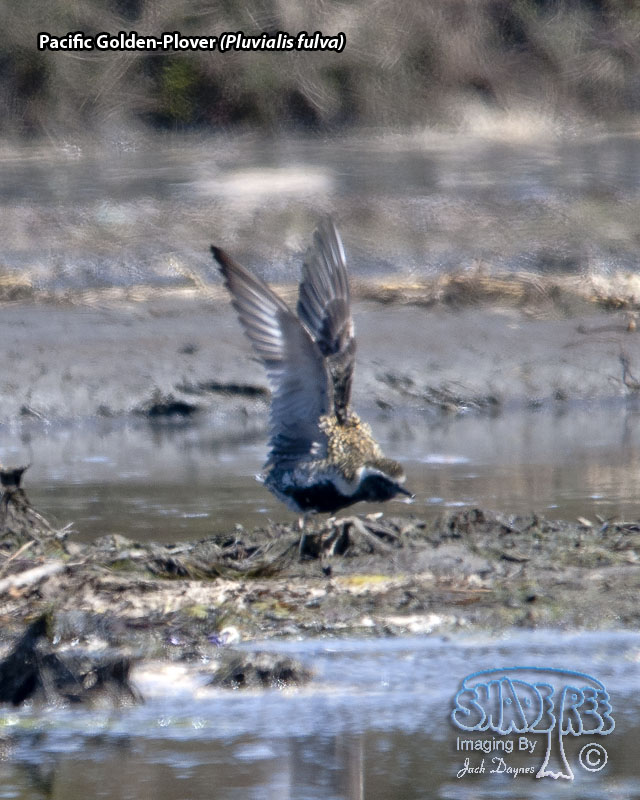Pacific Golden-Plover - Pluvialis fulva